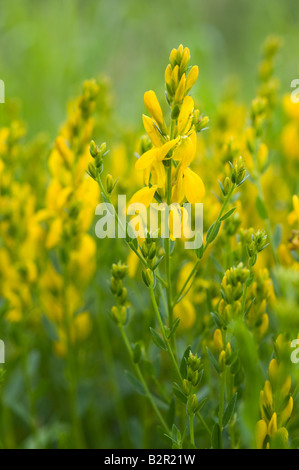 Dyer's Greenweed oder Greenwood Genista Tinctoria Busch in Blüte MillerÕs Dale Derbyshire UK Europe Juli Stockfoto