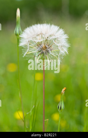 Ziegenmilch Bart er Pratensis Seedhead Millers Dale Derbyshire UK Europe Juli Stockfoto