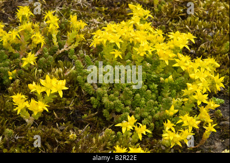 Beißende Mauerpfeffer (Sedum Acre) Blumen Miller Dale Derbyshire UK Europe Juli Stockfoto