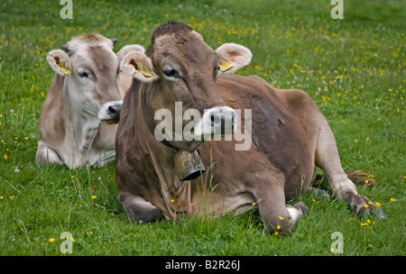 Zwei Alpine Kühe tragen Glocken sitzen in Wiese, Dolomiten, Italien Stockfoto