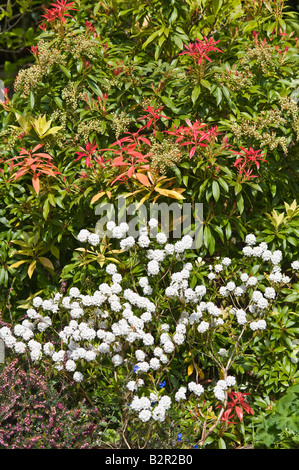 Rhododendron 'Küstenseeschwalbe"und Pieris Japonica 'Forest Flame' in gemischten Garten Grenze Adel West Yorkshire England UK Mai Stockfoto