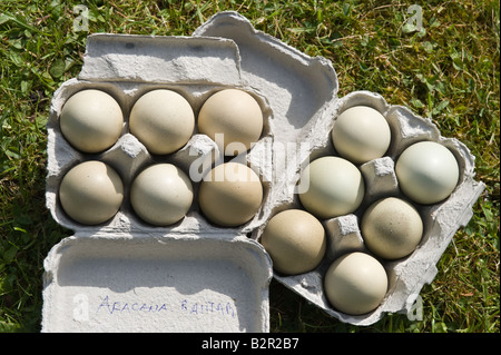 Zwerg Araucana-Eiern in Ei-Boxen zum Verkauf Bauern Markt Leeds West Yorkshire England UK Europe Stockfoto