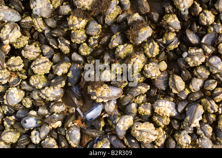 Gemeinsamen Muscheln Eichel Seepocken und Meeresschnecken Klammern sich an Felsen durch die Tideline bei Carrick Dumfries und Galloway Scotland UK Stockfoto