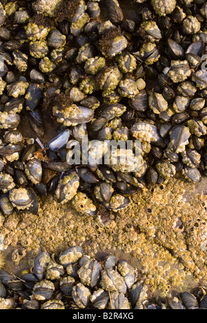 Gemeinsamen Muscheln Eichel Seepocken und Meeresschnecken Klammern sich an Felsen durch die Tideline bei Carrick Dumfries und Galloway Scotland UK Stockfoto