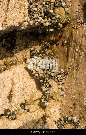 Gemeinsamen Muscheln Eichel Seepocken und Meeresschnecken Klammern sich an Felsen durch die Tideline bei Carrick Dumfries und Galloway Scotland UK Stockfoto