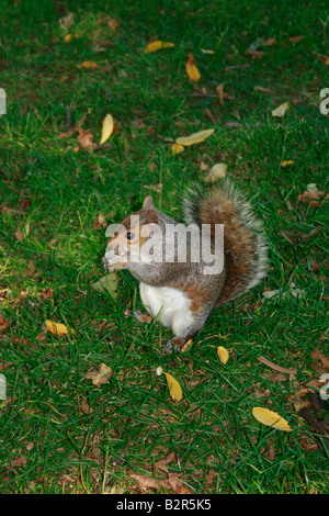 Graue Eichhörnchen Essen eine Nuss in St James Park in London Stockfoto