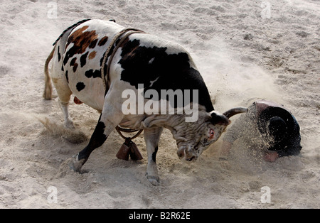 US-Gehöft Sankey s Rodeo Schule A Cowboy wird von einem Stier Foto GERRIT DE HEUS angegriffen Stockfoto