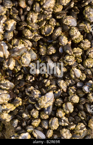 Gemeinsamen Muscheln Eichel Seepocken und Meeresschnecken Klammern sich an Felsen durch die Tideline bei Carrick Dumfries und Galloway Scotland UK Stockfoto