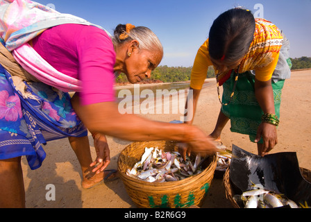 Frauen sortieren fangen, Agonda Beach, Süd-Goa, Indien, Asien Stockfoto