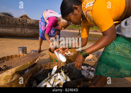 Frauen sortieren fangen, Agonda Beach, Süd-Goa, Indien, Asien Stockfoto