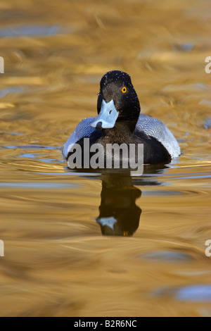 Lesser Scaup Aythya Affinis Fort Worth Texas USA Stockfoto