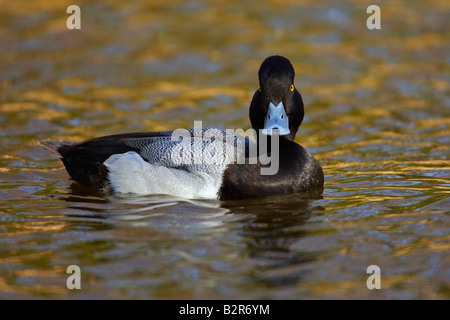 Lesser Scaup Aythya Affinis Fort Worth Texas USA Stockfoto