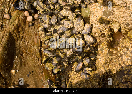 Gemeinsamen Muscheln Eichel Seepocken und Meeresschnecken Klammern sich an Felsen durch die Tideline bei Carrick Dumfries und Galloway Scotland UK Stockfoto