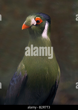 Weiße-Cheeked Turaco (Tauraco Leucotis) Stockfoto