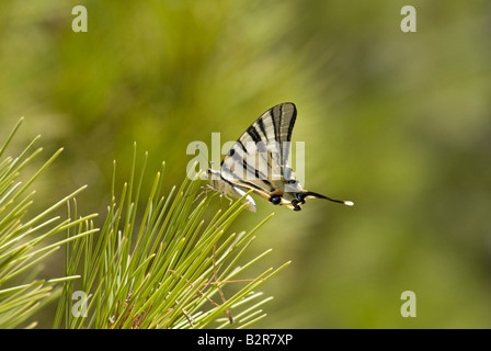 Knappen Schwalbenschwanz Schmetterling (Iphiclides Podalirius) Underwing. Papilionidae; Crete; Ende Juli Stockfoto