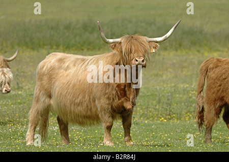 Highland Cattle auf einem Inverness-Shire-Hochland Gutsbetrieb Stockfoto