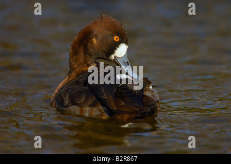 Lesser Scaup Aythya Affinis Fort Worth Texas USA Stockfoto