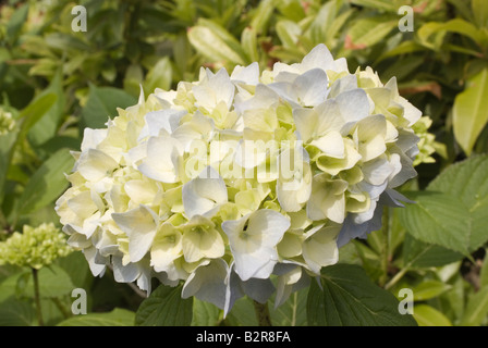 Blass blau-Creme Hortensie Blumen in voller Blüte in Helensburgh Garten Dumbartonshire Schottland Großbritannien Stockfoto