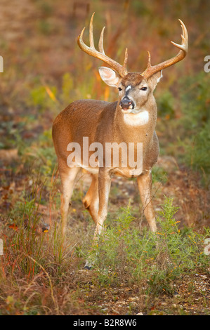 Weiß - angebundene Rotwild Odocoileus Virginiannus Burneyville Oklahoma USA Stockfoto