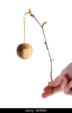 Hand, die trockene Pflanze auf einem Zweig mit Knospen Stockfoto