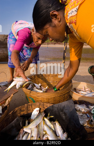 Frauen sortieren fangen, Agonda Beach, Süd-Goa, Indien, Asien Stockfoto