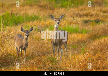 Weiß - angebundene Rotwild Odocoileus Virginiannus Burneyville Oklahoma USA Stockfoto