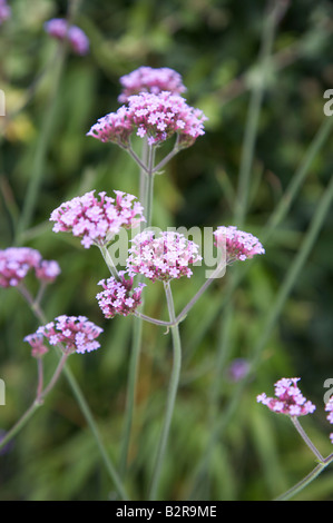 EISENKRAUT GLANDULARIA BONARIENSIS BLUMEN IN EINEM GARTEN VON SURREY GRENZE IM JULI Stockfoto