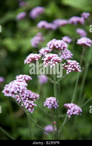 EISENKRAUT GLANDULARIA BONARIENSIS BLUMEN IN EINEM GARTEN VON SURREY GRENZE IM JULI Stockfoto