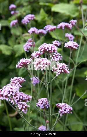 EISENKRAUT GLANDULARIA BONARIENSIS BLUMEN IN EINEM GARTEN VON SURREY GRENZE IM JULI Stockfoto