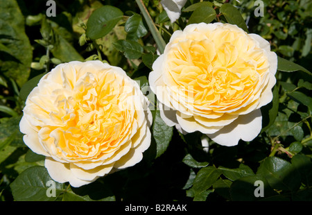 Rosa 'Charlotte' Auspoly Stockfoto