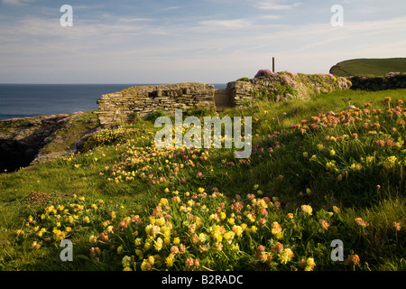 Trevone Klippen Cornwall, Atlantikküste England mit Frühling Blumen Steinmauer blauen Himmel Süd-west Küste entlang Stockfoto