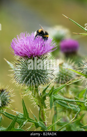 Schottische Distel und Bumble bee Stockfoto