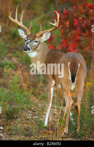 Weiß - angebundene Rotwild Odocoileus Virginiannus Burneyville Oklahoma USA Stockfoto