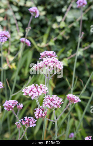 EISENKRAUT GLANDULARIA BONARIENSIS BLUMEN IN EINEM GARTEN VON SURREY GRENZE IM JULI Stockfoto