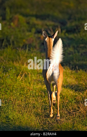 Weiß - angebundene Rotwild Odocoileus Virginiannus Burneyville Oklahoma USA Stockfoto