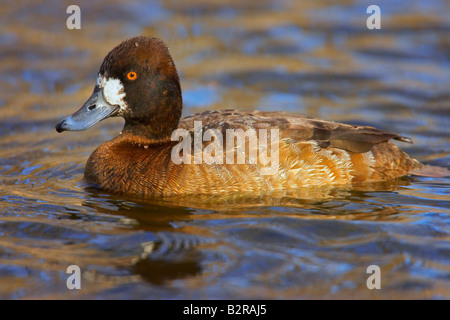 Lesser Scaup Aythya Affinis Fort Worth Texas USA Stockfoto