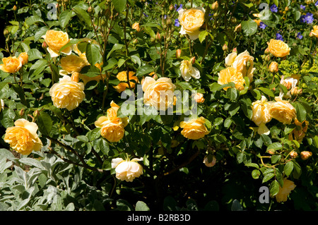Rosa "Graham Thomas Ausmas" Stockfoto