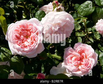 Rosa Eglantyne Ausmak Stockfoto