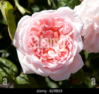 Rosa Eglantyne Ausmak Stockfoto