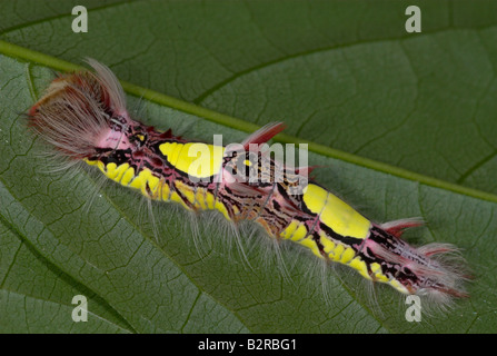 Morpho Peleides Schmetterling Raupe & Central Südamerika Stockfoto