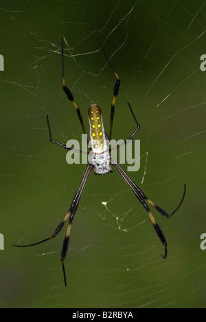 Goldene Seidenspinne Nephila Clavipes Costa rica Stockfoto