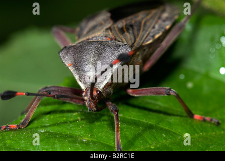 Assassin-Bug Familie Reduviidae auf Blatt Costa Rica Stockfoto