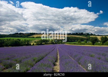 Lavendel auf Schloss Hof in der Nähe von Sevenoaks in Kent England UK Stockfoto