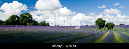 Mayfield Lavender Farm in der Nähe von Sutton in Surrey England UK Stockfoto