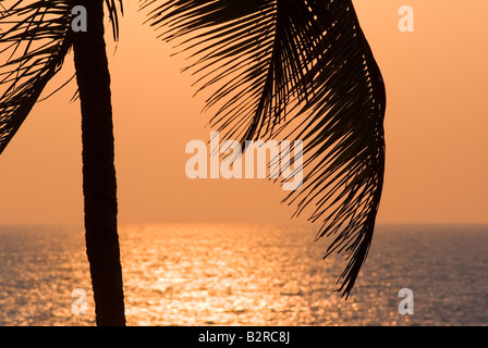 Palmen, Arambol, Goa, Indien, Subkontinent, Asien Stockfoto