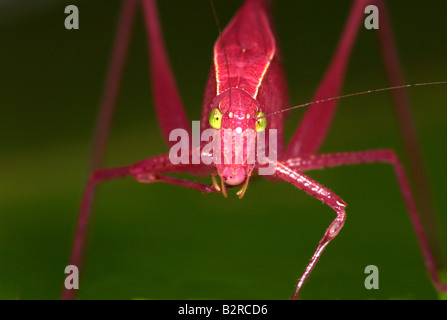 Rosa farbige Runde fuhren Grashuepfer Amblycorypha sp Costa Rica Stockfoto