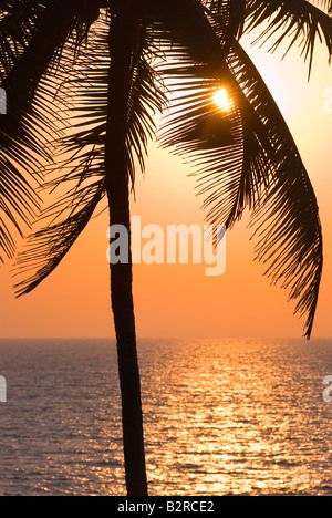 Palmen, Arambol, Goa, Indien, Subkontinent, Asien Stockfoto