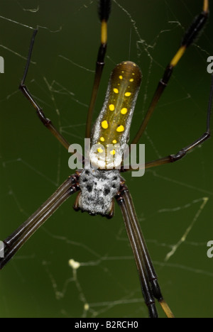 Goldene Seidenspinne Nephila Clavipes Costa rica Stockfoto