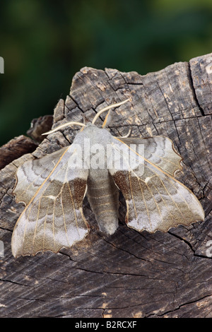 Pappel Hawk-Moth Laothoe Populi in Ruhe Potton Bedfordshire Stockfoto