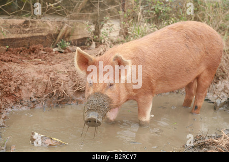 Schweine suhlen im Schlamm Vinales Provinz Pinar del Río Kuba Lateinamerika Stockfoto